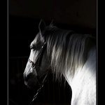 Jedna obyč z Kladrub