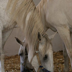 Ještě jedna z Kladrub