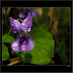 *** fialova po dešti ***