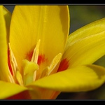 Nejspíš nějakej tulipán, či co