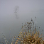 Mlha u rybníka
