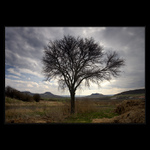 Perspektivní hruškovice ...