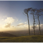 Chanctonbury Ring /Jizni Anglie