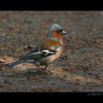 čekání na soupeře