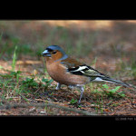 ...soupeř přichází