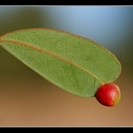 Kulička místo špičky