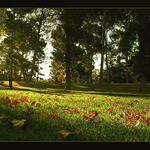 Podzimní večer v parku