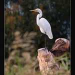 Život na vyskoké noze