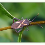 Crusader bug