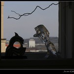 Český lev za oknem