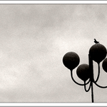 Ostravští létající potkani