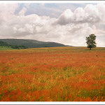 Malovaná Šumava