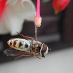 Chudinka sedla na lep