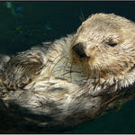 Mořská vydra, kalan