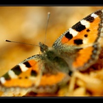 babočka kopřivová