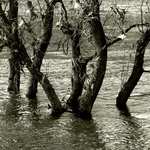 ...voda klesla a bordel zanechala na tančících stromech...