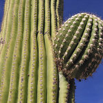 Saguaro 2