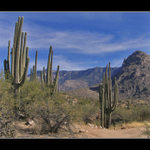 Saguaro 3
