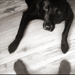 můj čtyřnohý přítel