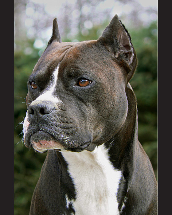 Doggie eye III