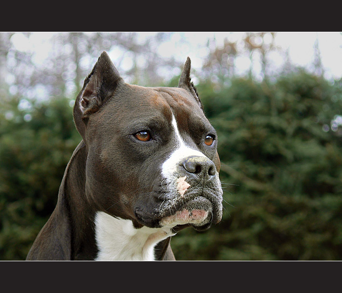 Doggie eye IV