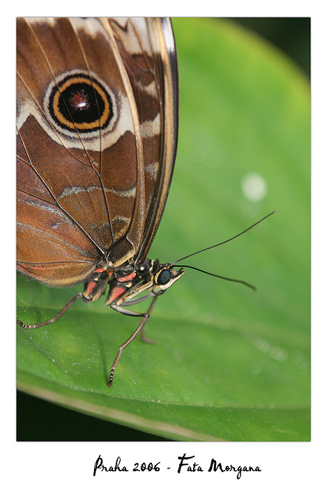 Fata Morgana