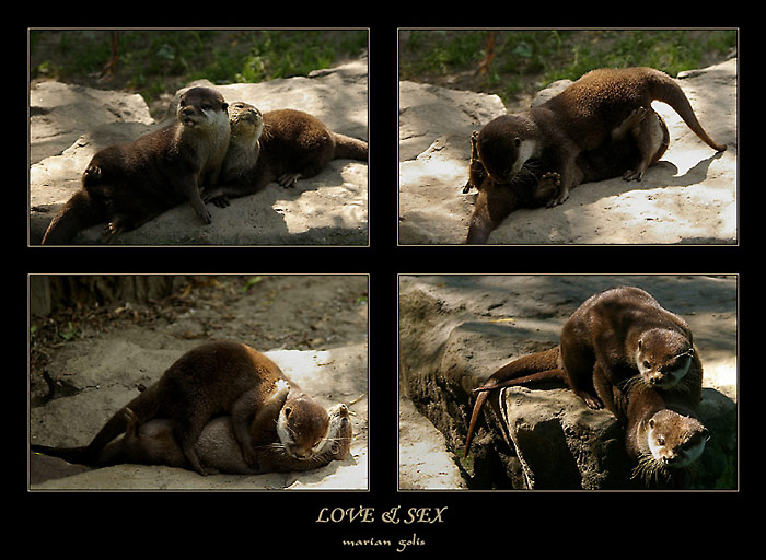 LOVE & SEX