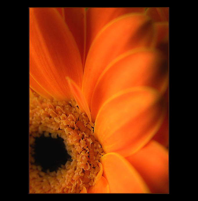  - gerbera -