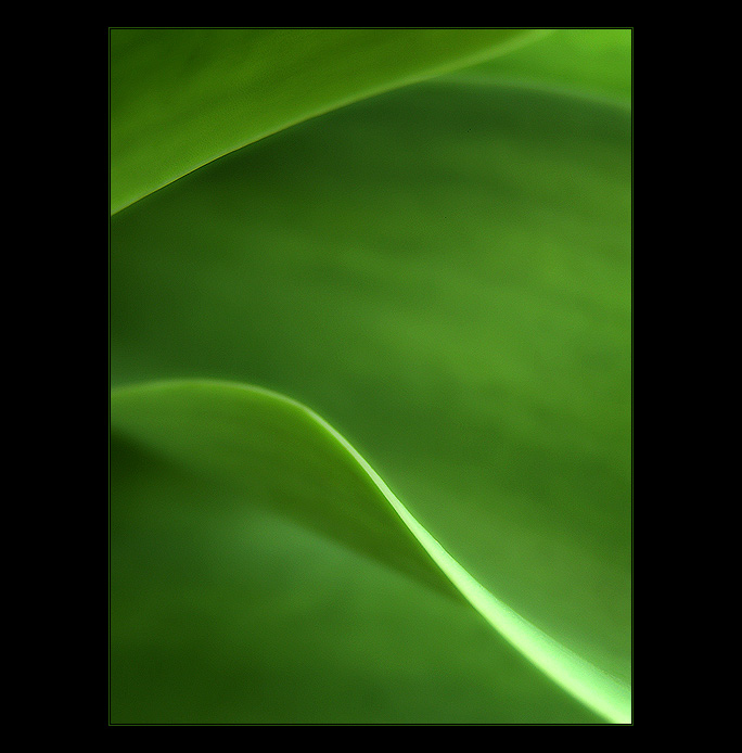 - tulip -