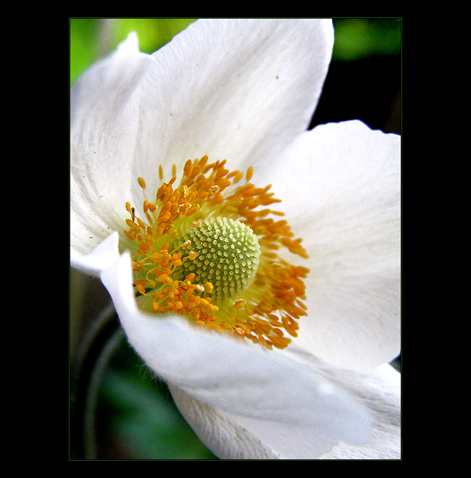  - flower -