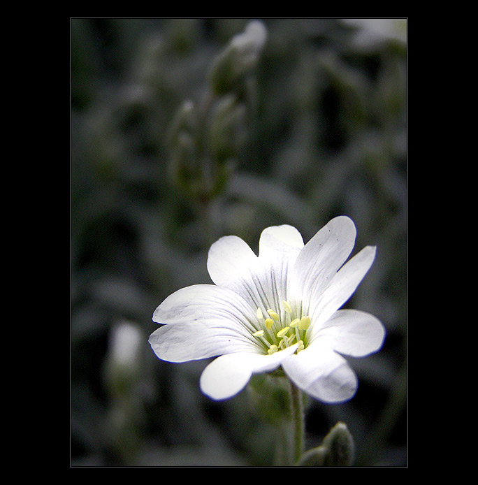  - flower II. -