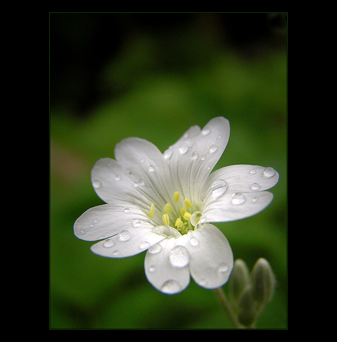  - flower IV. -
