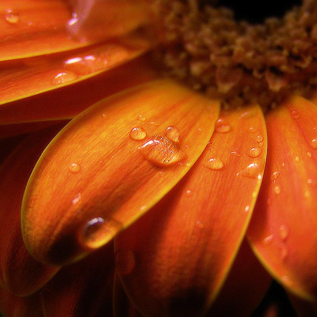  - gerbera II. -