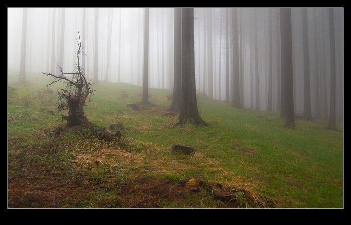 pařezofka - mlhofka