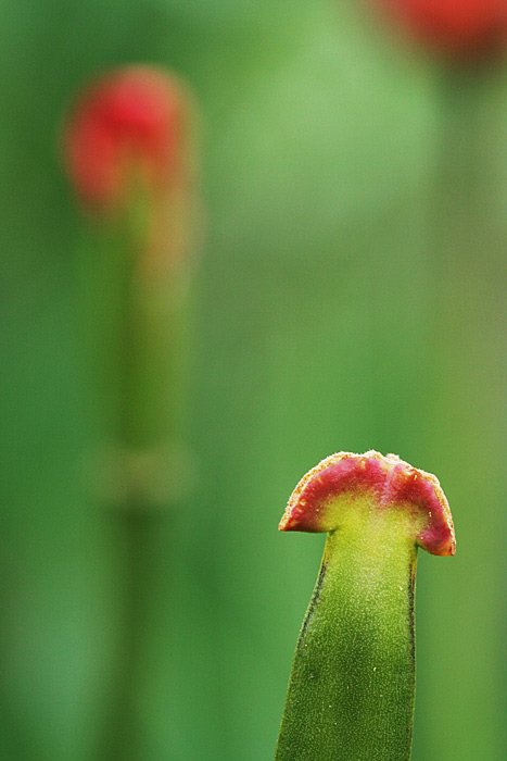 tulipány