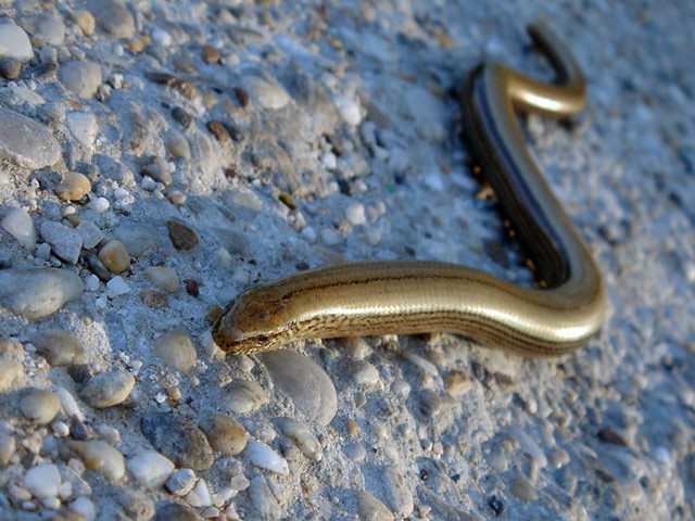 Blindworm