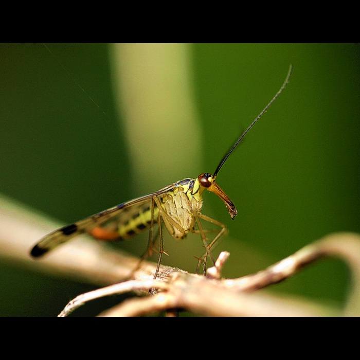 Čudný chalanisko...
