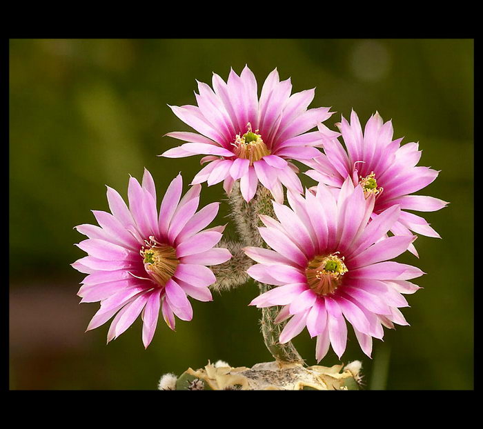 Wilcoxia poselgerii