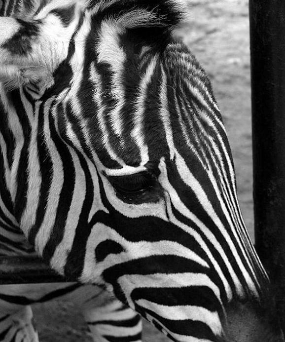 Smutná zebra...