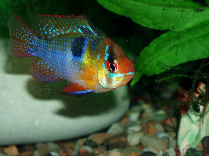 Cichlidka Ramirezova
