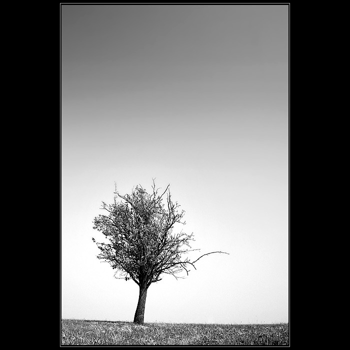 Solitary