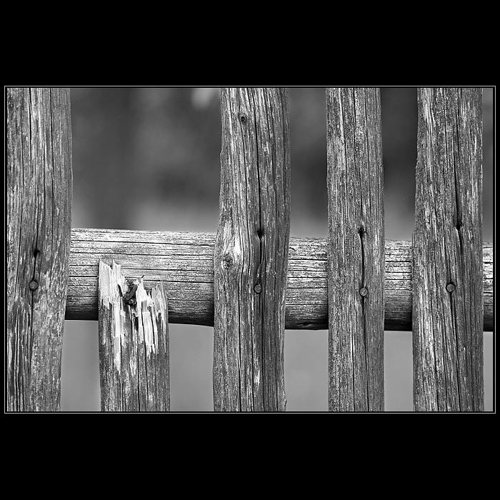 Příběhy od jednoho plotu I.