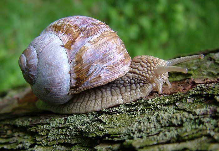 šnešeek