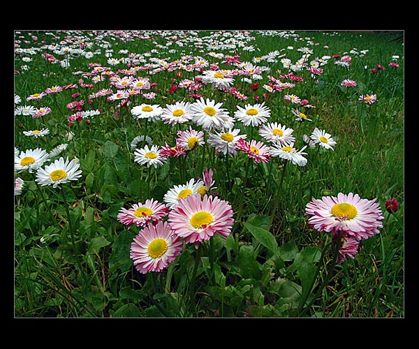 Daisy World