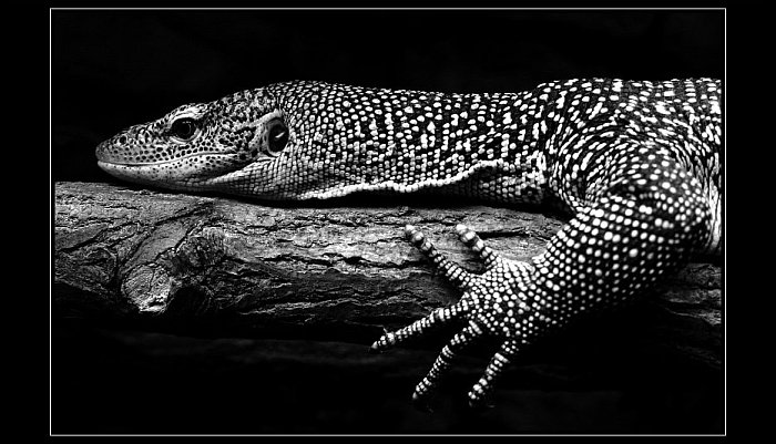 Varan mangrovovy