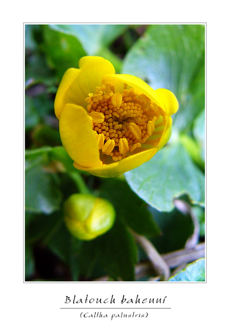 Caltha palustris II.