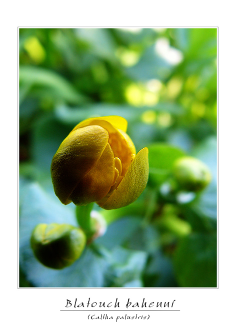 Caltha palustris III.