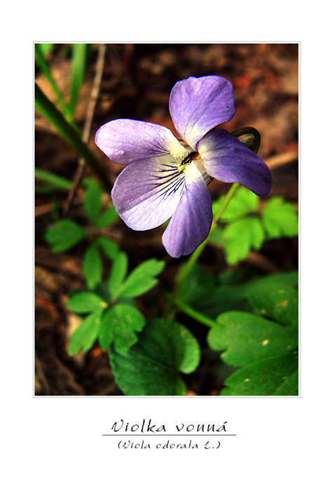 Viola odorala L.