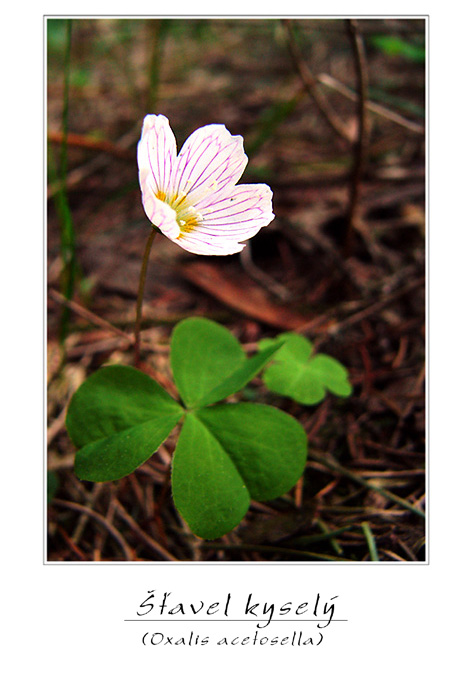 Oxalis acetosella