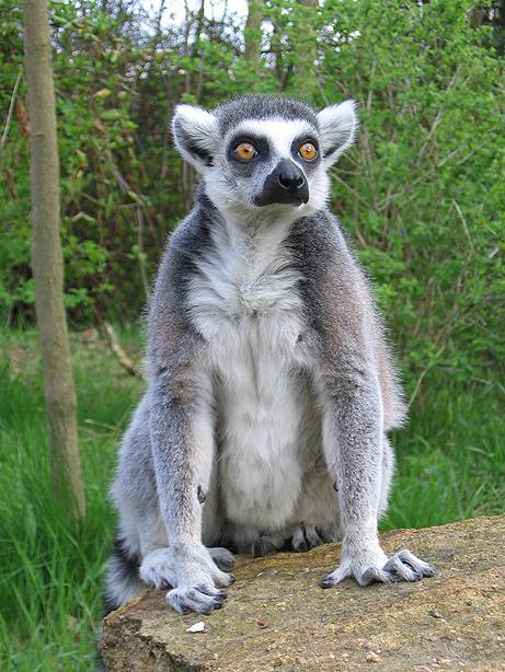 \'\'cyklus ZOO I. (Lemur)\'\'